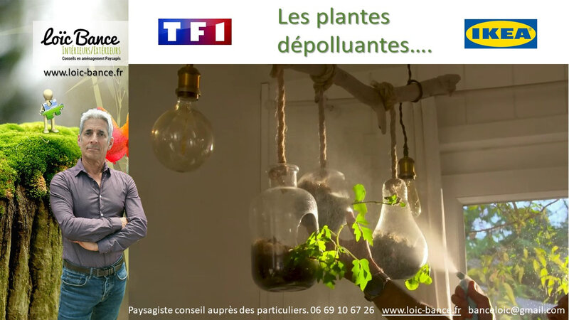 Paysagiste Bayonne, vido sur TF1 avec IKEA sur les plantes dpolluantes dans nos intrieurs.