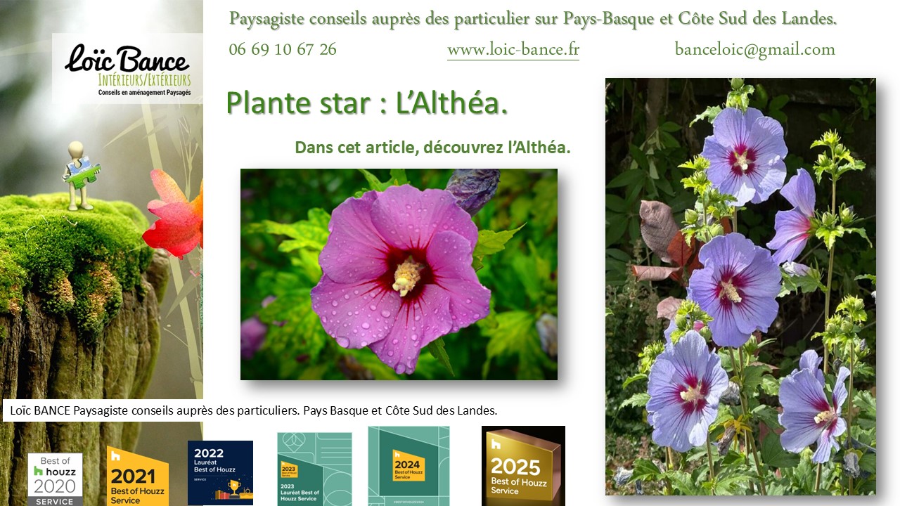 Fiche technique de l'Alth�a Hibiscus Paysagiste Bayonne 