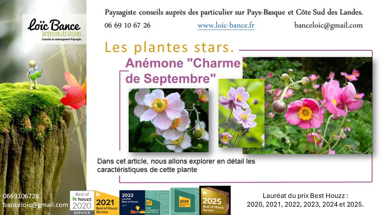 Plantes; Vivaces; Plantes star; Anmones; Anmone September Charm; Jardiniers; Radio; Jardins d'ici; Paysages; Amnagements paysagers; Landes; Paysagiste Landes; Pays Basque; Paysagiste Pays Basque; Concepteur de jardins; Ahetze; Paysagiste Ahetze; Anglet; Paysagiste Anglet; Arbonne; Paysagiste Arbonne; Arcangues; Paysagiste Arcangues; Bayonne; Paysagiste Bayonne; Biarritz; Paysagiste Biarritz; Capbreton; Paysagiste Capbreton; Guthary; Paysagiste Guthary; Hossegor; Paysagiste Hossegor; Saint Jean de Luz; Paysagiste Saint Jean de Luz; Seignosse; Paysagiste Seignosse; Tosse; Paysagiste Tosse; Dax; Paysagiste Dax; Mont de Marsan 40000; Paysagiste Mont de Marsan; 